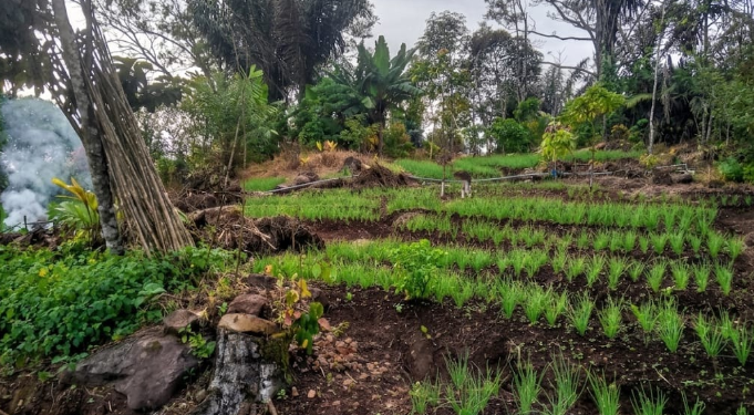 Perkebunan Bawang Merah