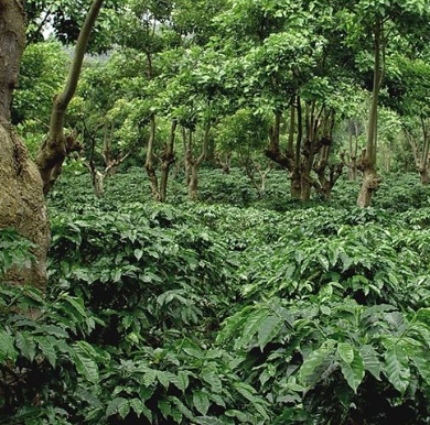 Kebun Kopi